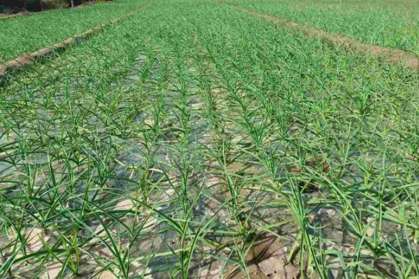 大蒜怎么种植,每次采收叶片后都要追施有机肥