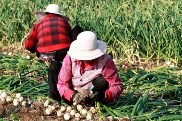 大蒜怎么种植,每次采收叶片后都要追施有机肥