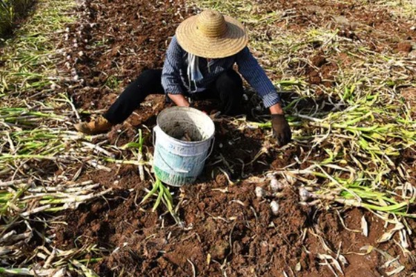 大蒜怎么种植,每次采收叶片后都要追施有机肥