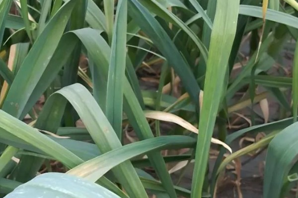 大蒜怎么种植,每次采收叶片后都要追施有机肥