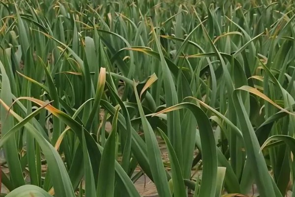 大蒜怎么种植,每次采收叶片后都要追施有机肥