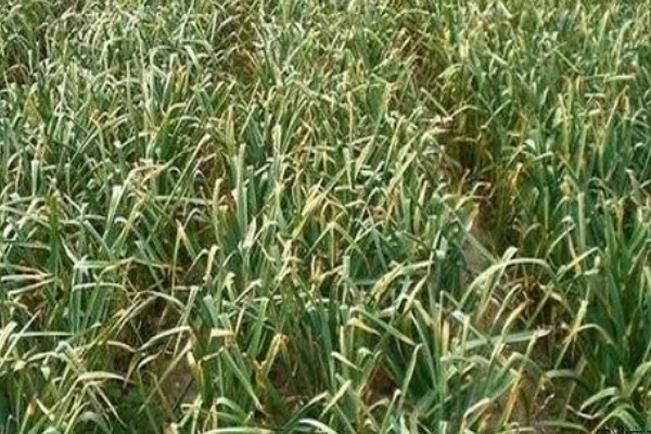 大蒜怎么种植,每次采收叶片后都要追施有机肥