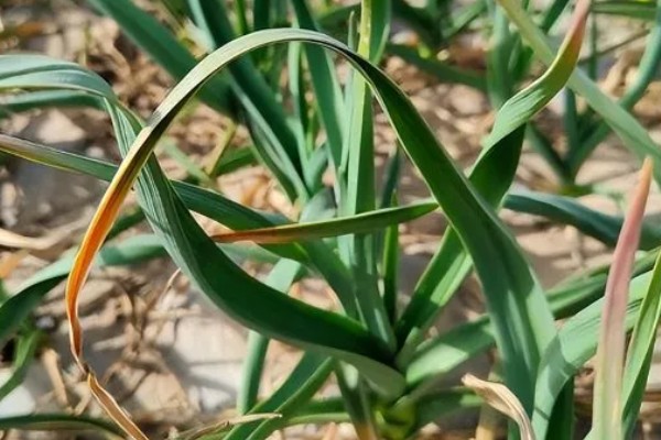 大蒜怎么种植,每次采收叶片后都要追施有机肥