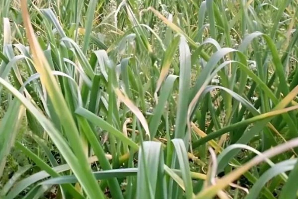 大蒜怎么种植,每次采收叶片后都要追施有机肥