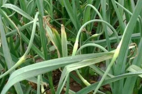 大蒜怎么种植,每次采收叶片后都要追施有机肥