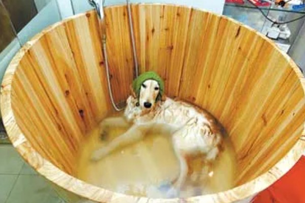 有什么方法能去除狗身上的跳蚤，可以给狗狗做药浴