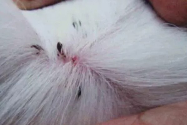 有什么方法能去除狗身上的跳蚤，可以给狗狗做药浴