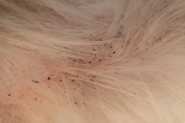 有什么方法能去除狗身上的跳蚤，可以给狗狗做药浴