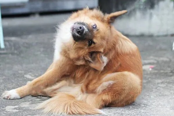 有什么方法能去除狗身上的跳蚤，可以给狗狗做药浴