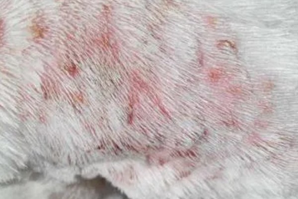 有什么方法能去除狗身上的跳蚤，可以给狗狗做药浴