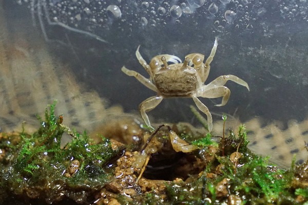 辣椒蟹的饲养技巧，准备浅一点的水位