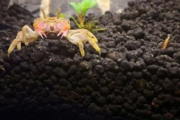 辣椒蟹的饲养技巧，准备浅一点的水位