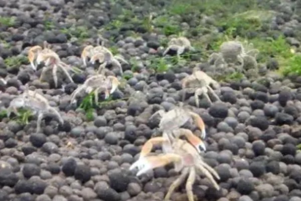 辣椒蟹的饲养技巧，准备浅一点的水位