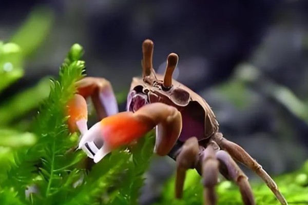 辣椒蟹的饲养技巧，准备浅一点的水位