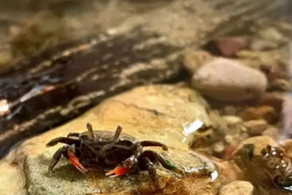 辣椒蟹的饲养技巧，准备浅一点的水位