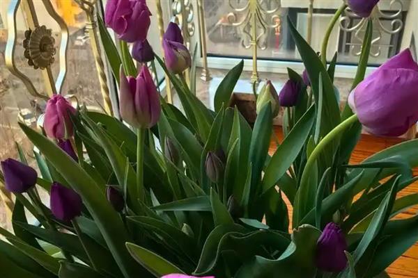 冬天养花保温方法，套上塑料袋可以保暖