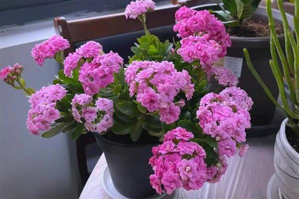 冬天养花保温方法，套上塑料袋可以保暖