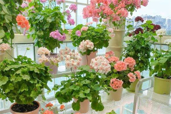 冬天养花保温方法，套上塑料袋可以保暖