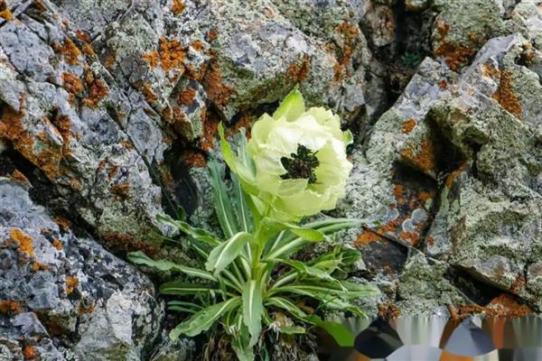 冬天养花保温方法，套上塑料袋可以保暖