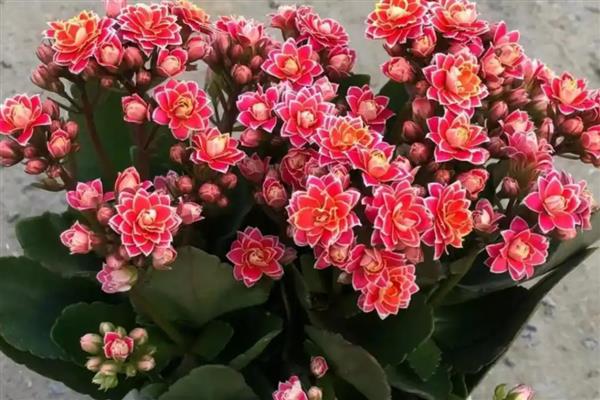 冬天养花保温方法，套上塑料袋可以保暖