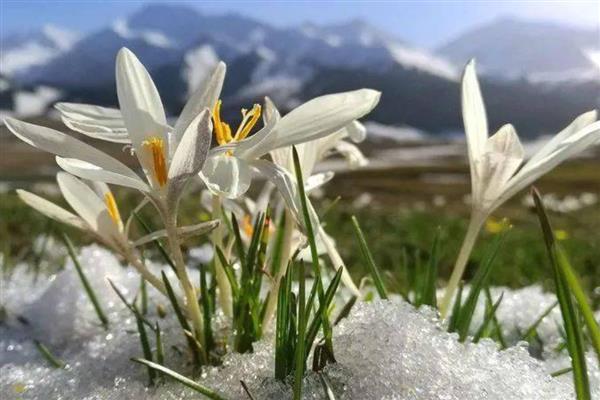 冬天养花保温方法，套上塑料袋可以保暖