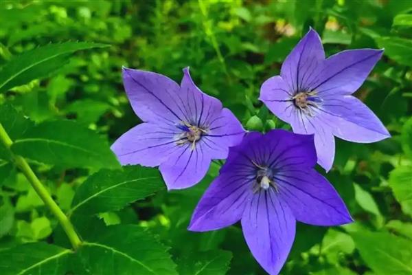 冬天养花保温方法，套上塑料袋可以保暖