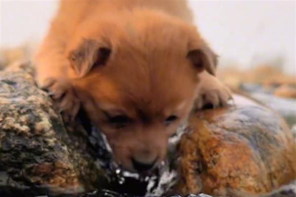 夏天狗狗中暑怎么办，需要立即给它降温处理