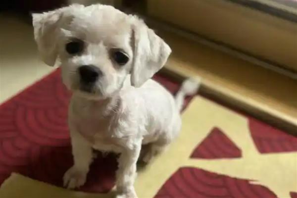 夏天狗狗中暑怎么办，需要立即给它降温处理