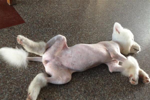 夏天狗狗中暑怎么办，需要立即给它降温处理