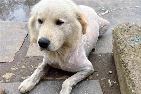 夏天狗狗中暑怎么办，需要立即给它降温处理