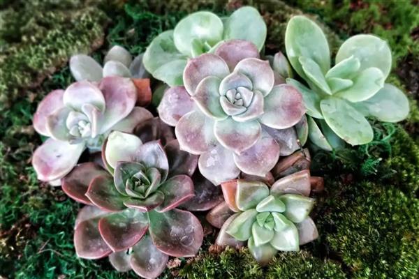 宝石花的花语，花语是平安吉祥、永不凋谢的爱、顽强坚韧