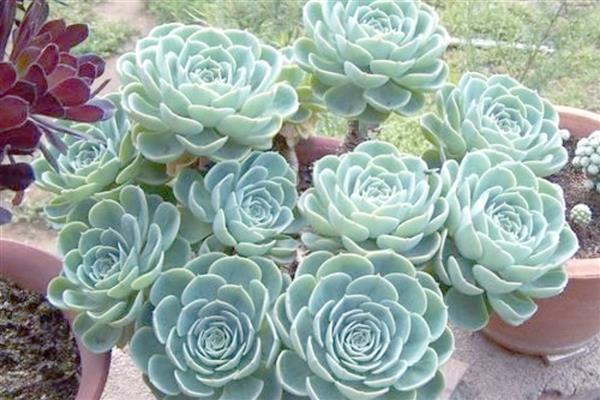 宝石花的花语，花语是平安吉祥、永不凋谢的爱、顽强坚韧