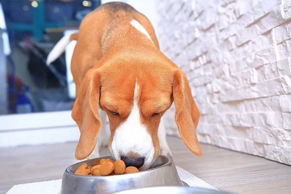 如何预防遛狗时乱吃东西,建立口令和奖励机制进行训练