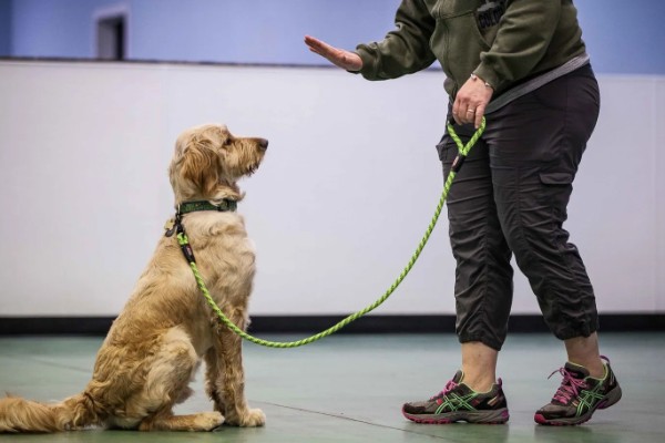 如何预防遛狗时乱吃东西,建立口令和奖励机制进行训练