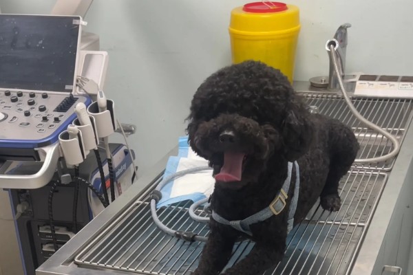 如何预防遛狗时乱吃东西,建立口令和奖励机制进行训练