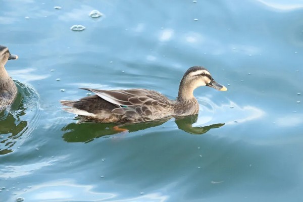 鸭子是不是两栖动物，属于卵生动物用肺部呼吸