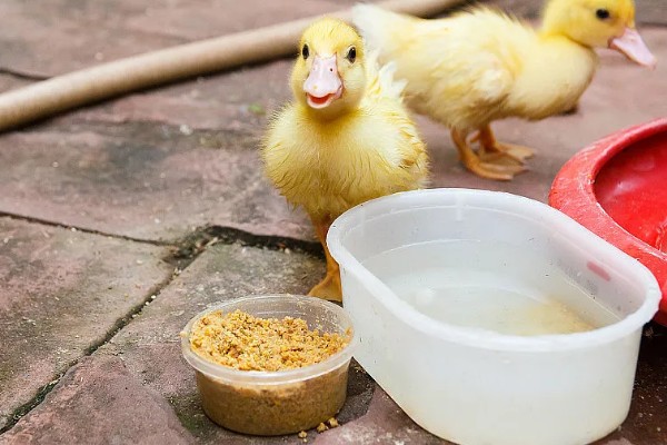 鸭子是不是两栖动物，属于卵生动物用肺部呼吸