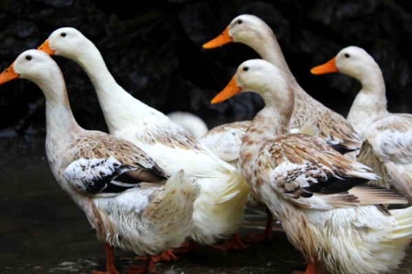 鸭子是不是两栖动物，属于卵生动物用肺部呼吸