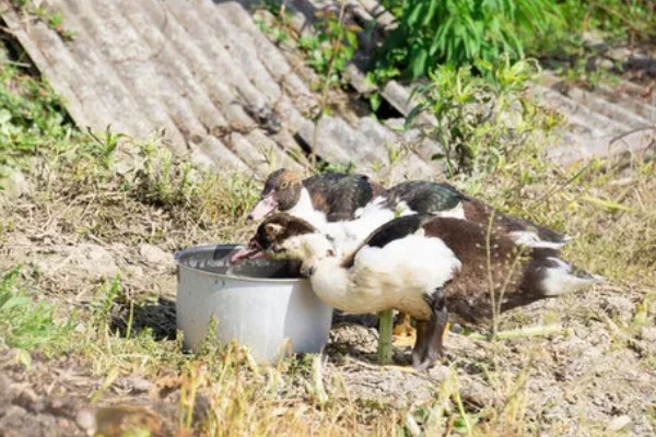 鸭子是不是两栖动物，属于卵生动物用肺部呼吸
