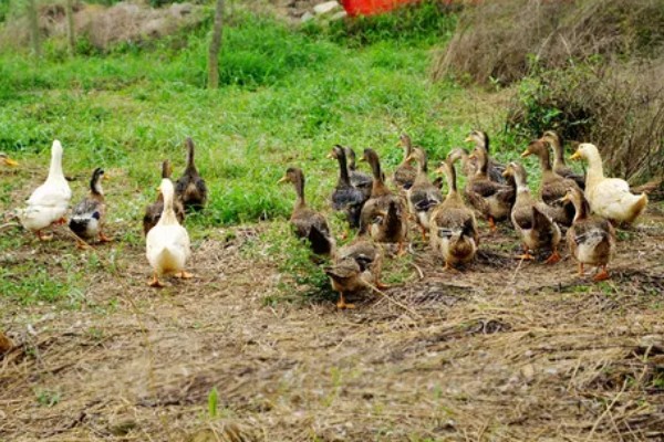 鸭子是不是两栖动物，属于卵生动物用肺部呼吸