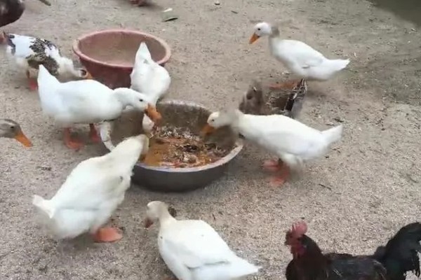 鸭子是不是两栖动物，属于卵生动物用肺部呼吸