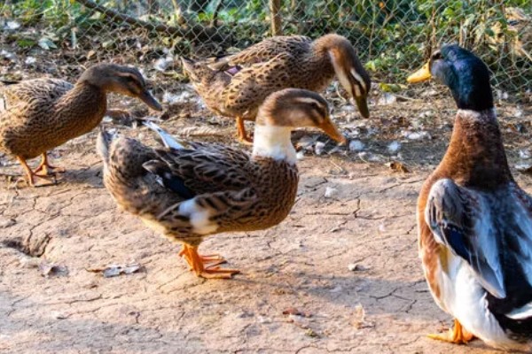 鸭子是不是两栖动物，属于卵生动物用肺部呼吸