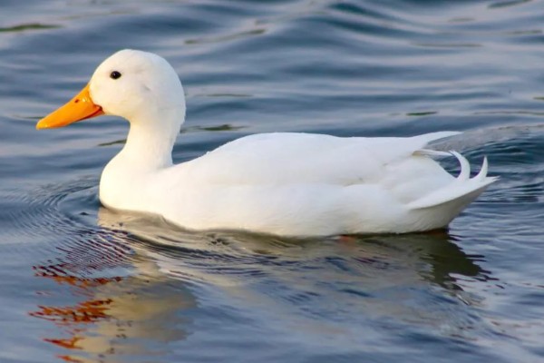 鸭子是不是两栖动物，属于卵生动物用肺部呼吸