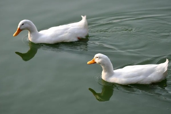 鸭子是不是两栖动物，属于卵生动物用肺部呼吸