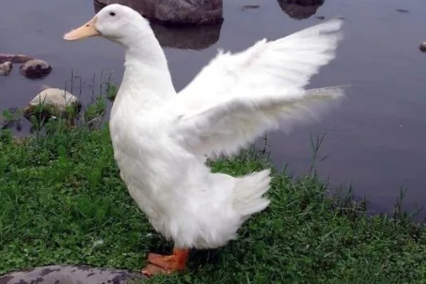 鸭子是不是两栖动物，属于卵生动物用肺部呼吸