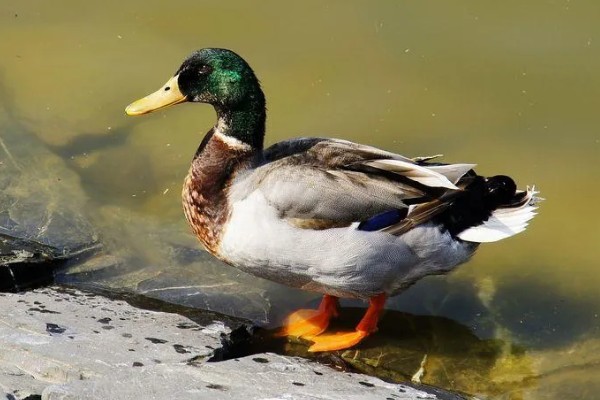 鸭子是不是两栖动物，属于卵生动物用肺部呼吸