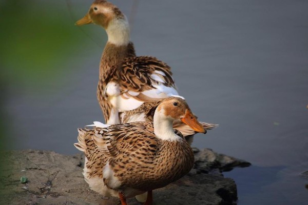 鸭子是不是两栖动物，属于卵生动物用肺部呼吸
