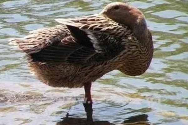 鸭子是不是两栖动物，属于卵生动物用肺部呼吸