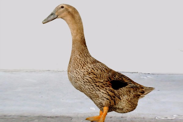 鸭子是不是两栖动物，属于卵生动物用肺部呼吸