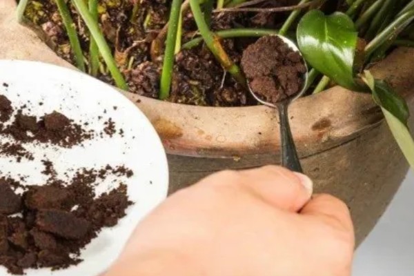 咖啡粉能当肥料种花吗，能当肥料种植花卉